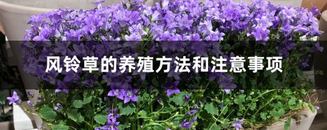 风铃草的种植方式 风铃草的养殖办法和注意事项