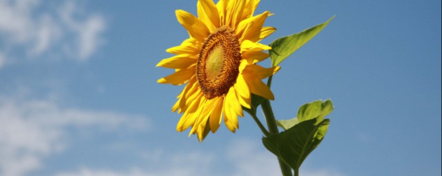 太阳花的耐寒技巧 太阳花怎样过冬