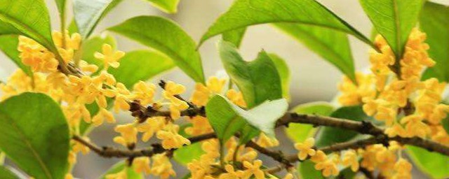 秋季开什么花 秋季开的花列述