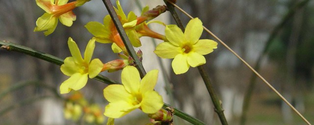 野生迎春花栽种技巧 迎春花怎样种