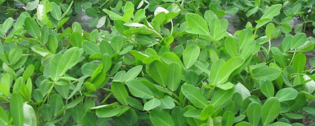 无农药种花生方法 花生种植方式