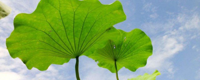荷叶像什么一样比喻句 荷叶像什么一样比喻句精选