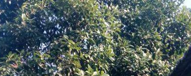 种菩提的准确方式 养护菩提的准确方式简述