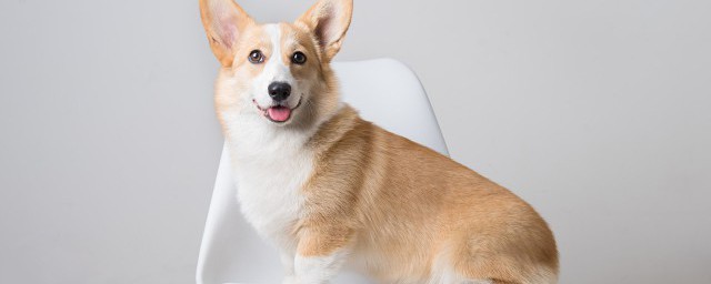 马犬的精准训练技巧 有什么精确的训练技巧