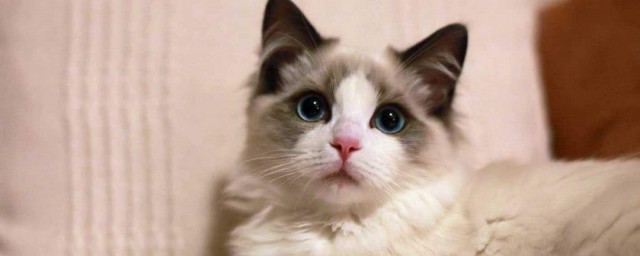冬天猫咪窝制作技巧 冬天猫咪窝怎样制作
