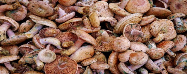 松树菌怎样保存 松树菌的最佳保存技巧