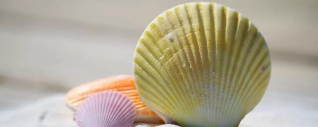 贝壳养殖技巧 海贝壳怎样养