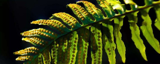 孢子植物有哪些 孢子植物简介