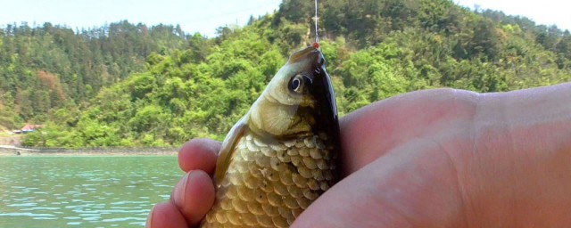 去鱼鳞的好技巧 怎样去鱼鳞