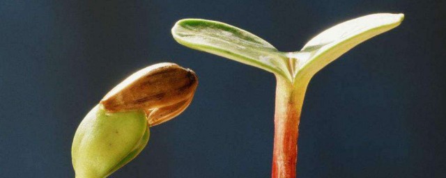 种子催芽技巧五种技巧 种子怎样催芽