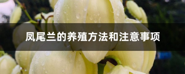 凤尾花养护技巧 凤尾兰的养殖技巧和注意事项