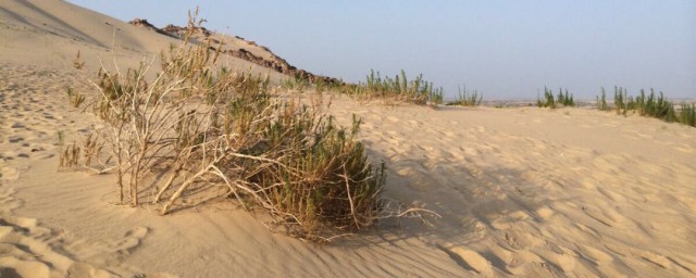 沙漠里的植物有哪些 沙漠里有什么植物