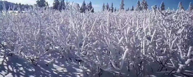 冬天第一场雪的句子 关于第一场雪的句子