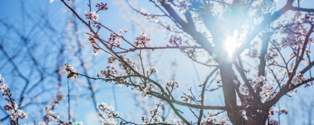 梅花代表什么 梅花的介绍