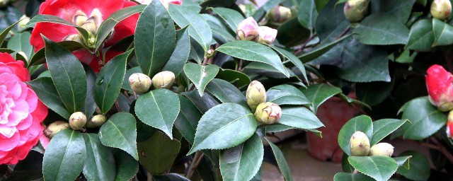茶叶花的养殖技巧和注意事项 茶叶花的精确养法