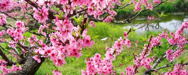 桃花什么时候开的 桃花的简介