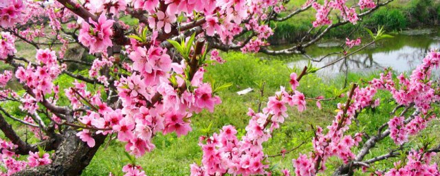 桃花什么时候开的 桃花的介绍