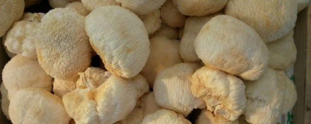 鲜猴头菇怎样保存 鲜猴头菇保存技巧简介