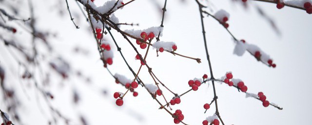 冬天第一场雪文案 需要怎样写出雪的好