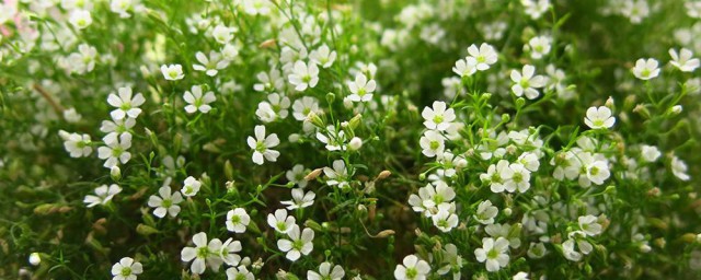 满天星种植技巧 满天星怎样养