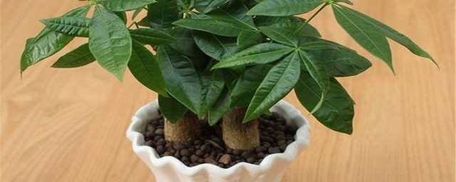 发财树多久浇一次水 不同季节应该怎么给发财树浇水