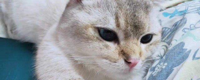 猫咪驱虫多久一次 猫驱虫药多久吃一次