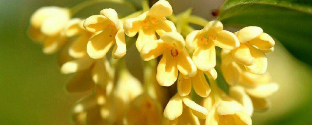 桂花嫁接办法 桂花怎么嫁接