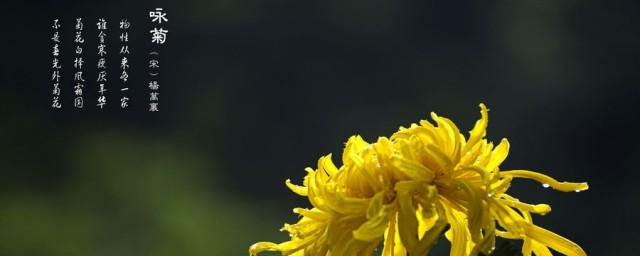 写菊花的诗有哪些 描写菊花的古诗摘选