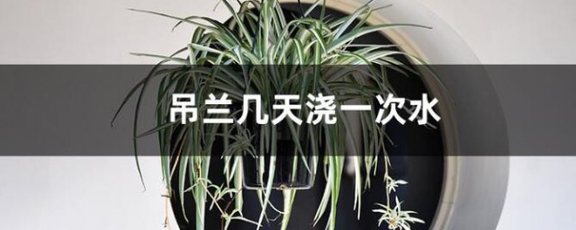 吊兰多久浇一次水 吊兰几天浇一次水