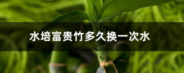 水培富贵竹多久换一次水 水培富贵竹的换水时间