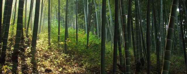 栽毛竹方法 栽毛竹要领简述
