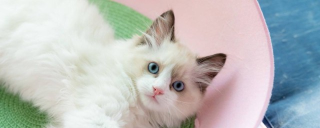 洋气一点的小猫名字 洋气一点的小猫名字有哪些