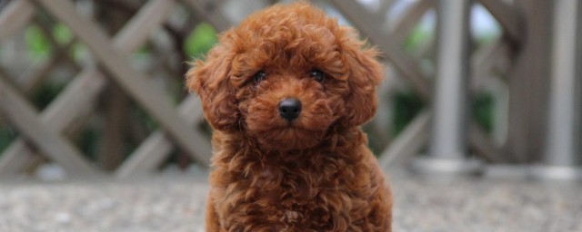 写给离世爱犬的话 写给离世爱犬的话列述