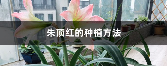 朱顶红幼苗种植技巧 朱顶红种前应该怎样处理