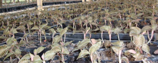 金线莲大棚种植技巧 金线莲大棚里怎样进行种植呢