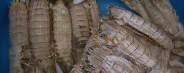 养皮皮虾的精确技巧 养殖皮皮虾的技巧