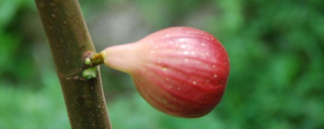 秋季无花果种植方法 秋季适合种植无花果吗