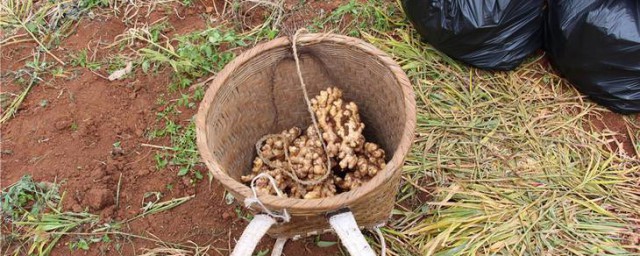 大棚姜种植管理技巧 怎样种植姜