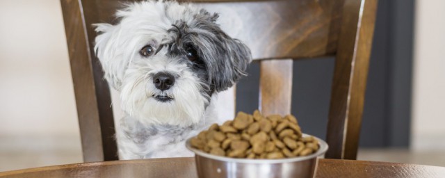 贵宾犬准确喂食方法 吃什么口粮最合适