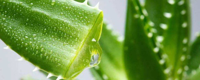 蜜汁芦荟制作技巧 需要准备什么材料