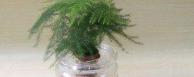 水培文竹的养殖技巧和注意事项 水培文竹怎样养殖