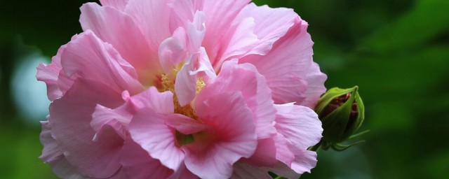 芙蓉花的养殖方式和注意事项 芙蓉花如何养殖