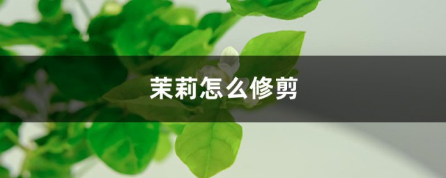 茉莉花剪枝的办法 4种修剪方法让茉莉花快速爆盆