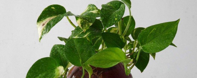 绿萝花水种技巧 养绿萝花要先了解这个
