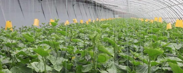 大棚小黄瓜种植技巧 大棚小黄瓜怎样种植