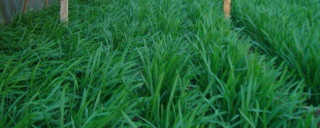 韭菜在院子种植技巧 韭菜怎样种植