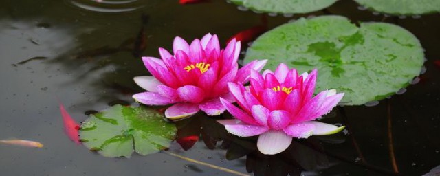睡莲插花的保鲜技巧 怎样保鲜睡莲插花