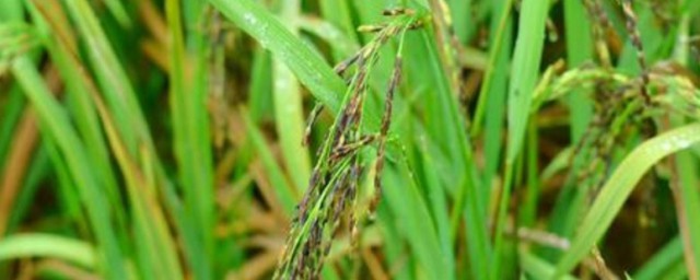 糯米的正宗种植技巧 糯米的正宗种植技巧简介