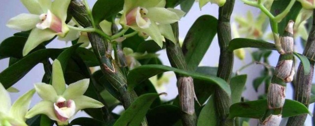 石斛苗盆栽种植技巧 石斛苗怎样种植