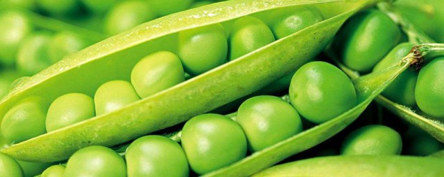 豌豆传播种子的技巧 豌豆传播种子的技巧简述